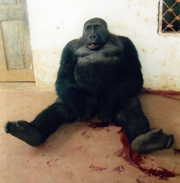Der tote Gorilla (© Louis Nkembi)